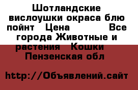 Шотландские вислоушки окраса блю пойнт › Цена ­ 4 000 - Все города Животные и растения » Кошки   . Пензенская обл.